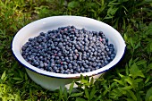 Blueberries in a bowl on ground