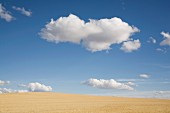 Wheat Fields and Puffy Clouds