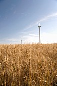 Wheat Field with Wind Turbines