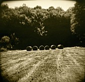 Bales of Hay in Field