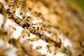 Honey Bees Entering and Exiting Hive