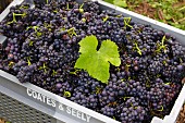 Steige mit geernteten Pinot Noir Trauben im Weinberg (Hampshire, England)