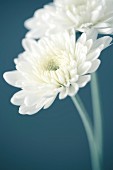 Two White Chrysanthemum Flowers, Close-Up