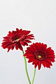 Two Red Gerbera Daisies on White Background