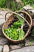 Lettuce, chives and parsley in a basket on a stone path