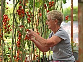 Elderley female picking tomatoes in domestic greenhouse