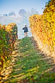 Herbstlicher Weinberg mit laufendem Arbeiter