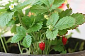Forest strawberry plants with fruits in a flower pot