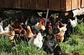 Verschiedenfarbige Hühner im Freien vor Hühnerstall