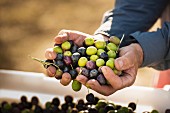 Hands holding freshly harvested olives