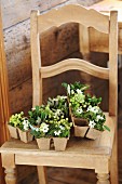 Seed pots of mistletoe and Star-of-Bethlehem flowers on kitchen chair