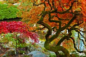 Japanische Ahornbäume (Glacier National Park, Montana, USA)