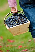 Mädchen trägt Korb mit Trauben im Weinberg des Château de Chantegrive, Podensac, Gironde, Frankreich