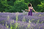 Junge Frau im Lavendelfeld (Vignale Monferrato, Piemont, Italien)