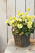 Yellow-flowering hellebores in wicker basket
