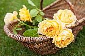 Gelbe Rosen in Weidenkorb