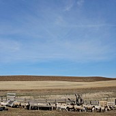 Schafe im Gehege vor grossen Feldern