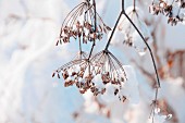 Snow-covered fennel seed heads