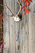 Antlers with Native American feather decorations on wall of wooden cabin with autumnal Virginia creeper foliage