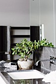 Grey bathroom with decorative jade plant on sink surround