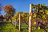 Pinot Noir Trauben im Weinberg von High Clandon Estate bei Guildford, Surrey, England