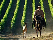 Huaso (chilenischer Landarbeiter) reitet durch Pinot Noir Weinberg (Casablanca Valley, Chile)
