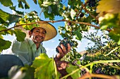 Weinlese von Grenache-Trauben im Weinberg bei Caliboro, Maule Valley, Chile