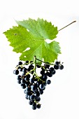 Cabernet Cortis grapes with a vine leaf