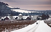 Weingebiet im Schnee