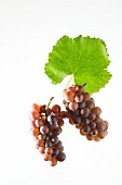 Pinot gris grapes on a vine leaf