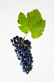 Pinot noir grapes with a vine leaf
