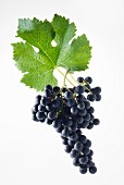Merlot grapes with a vine leaf