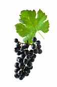 Dornfelder grapes with a vine leaf