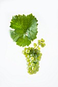 Riesling grapes with a vine leaf