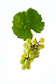 Räuschling grapes with a vine leaf