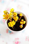 Winter aconites planted in teacup