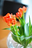 Orangefarbene aufgeblühteTulpen in runder Glasvase