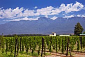 Weinberg von Viljoensdrift vor dem Langeberg Gebirgszug (Robertson, Western Cape, Südafrika)