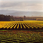 Weinberg vom Weingut Waiohika (Gisborne, Neuseeland)