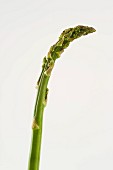 A spear of green, B grade asparagus