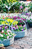 Baskets of violas of various colours on flower market