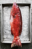 A red grouper