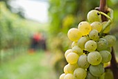 Riesling Silvaner, Müller Thurgau grapes on a vine, harvest at Brestenberg
