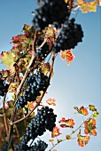 Cabernet Cortis, red fungi-resistant grapes on a vine against a blue sky
