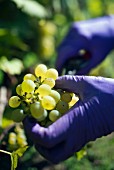 A woman wearing purple plastic gloves cutting a bunch of grapes from a vine