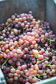Pinot grigio grapes being harvested at Meinrad Keller, Döttingen