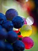 Pinot grigio grapes changing colour, Véraison