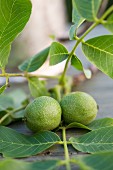 Green walnuts