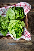 Lettuces on a tea towel in a basket