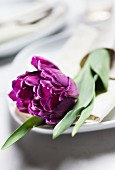 Purple tulip on white plate